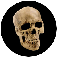 Yorick Skull