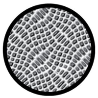 Crocodile Close Up Breakup