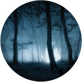 Misty Woods