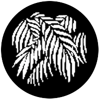 Palm