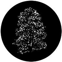 Elm
