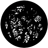 Dense Branches