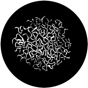 Snail Trails