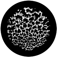 Foliage (Distorted)
