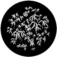 Bamboo Leaves