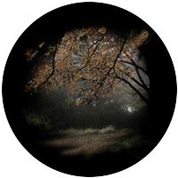 Autumn Glade