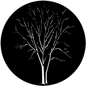 Winter Trees A