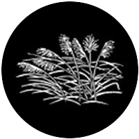 Grasses 2