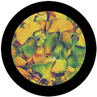 Ginko