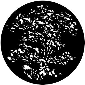 Treetop