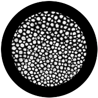 Mitosis