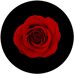 Red Rose