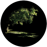 Summer Glade