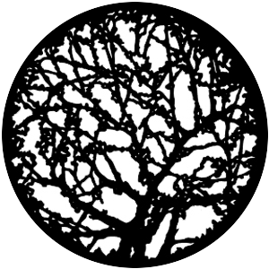 Spring Branches