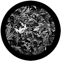 Leaves Breakup