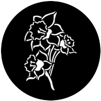 Daffodil