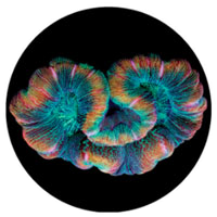 Floating Coral