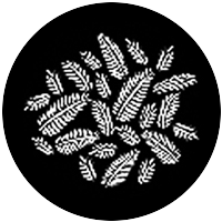 Ferns