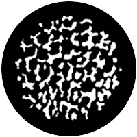 Ocelot (Medium)
