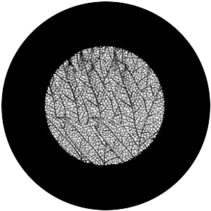 Leaf Veins