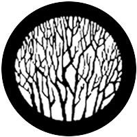 Bare Branches 1