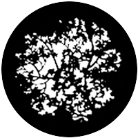 Blossoms