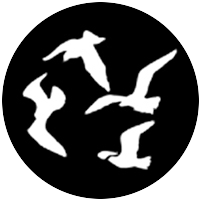 Gulls