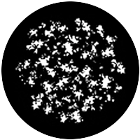 Dapple (Small)