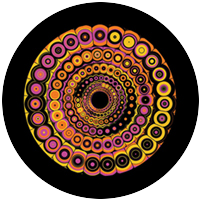 Pucci Spin 2