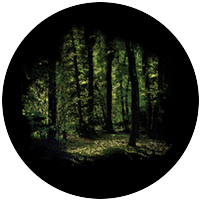 Spring Glade