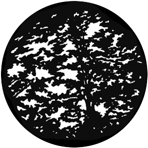 Giant Trees