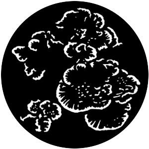 Undersea Foliage 3