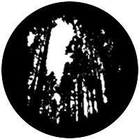 Tall Trees