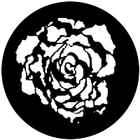 Blooming Rose