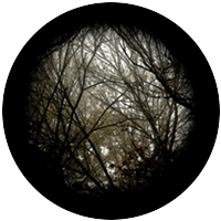 Autumn Branches