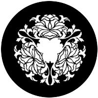Chrysanthemum Rose