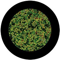 Microscopic