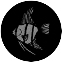 Meshed Angel Fish