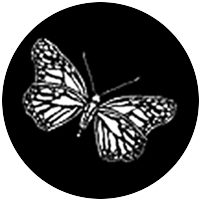 Moth