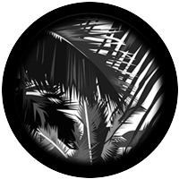 Jungle Gloom