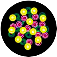 Bubbles
