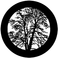Bare Tree