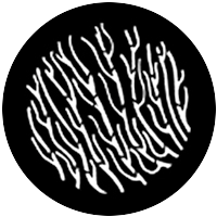 Kelp