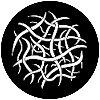 Worms