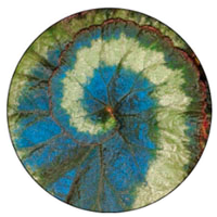 Spiral Leaf