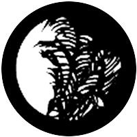 Palm Leaf