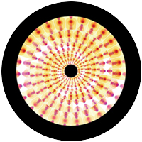Pressed Petals